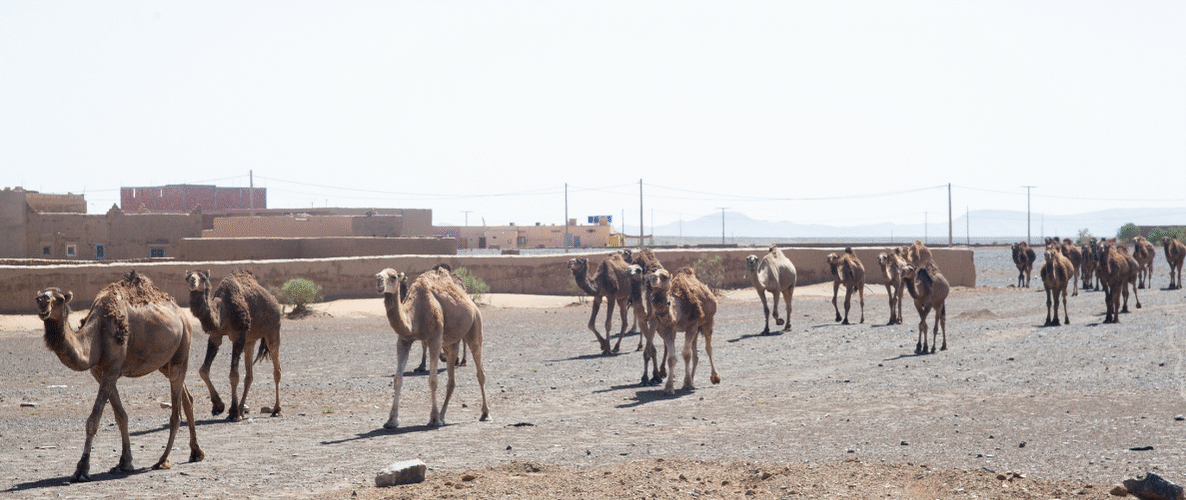 How to get to Merzouga Desert?