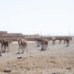 How to get to Merzouga Desert?