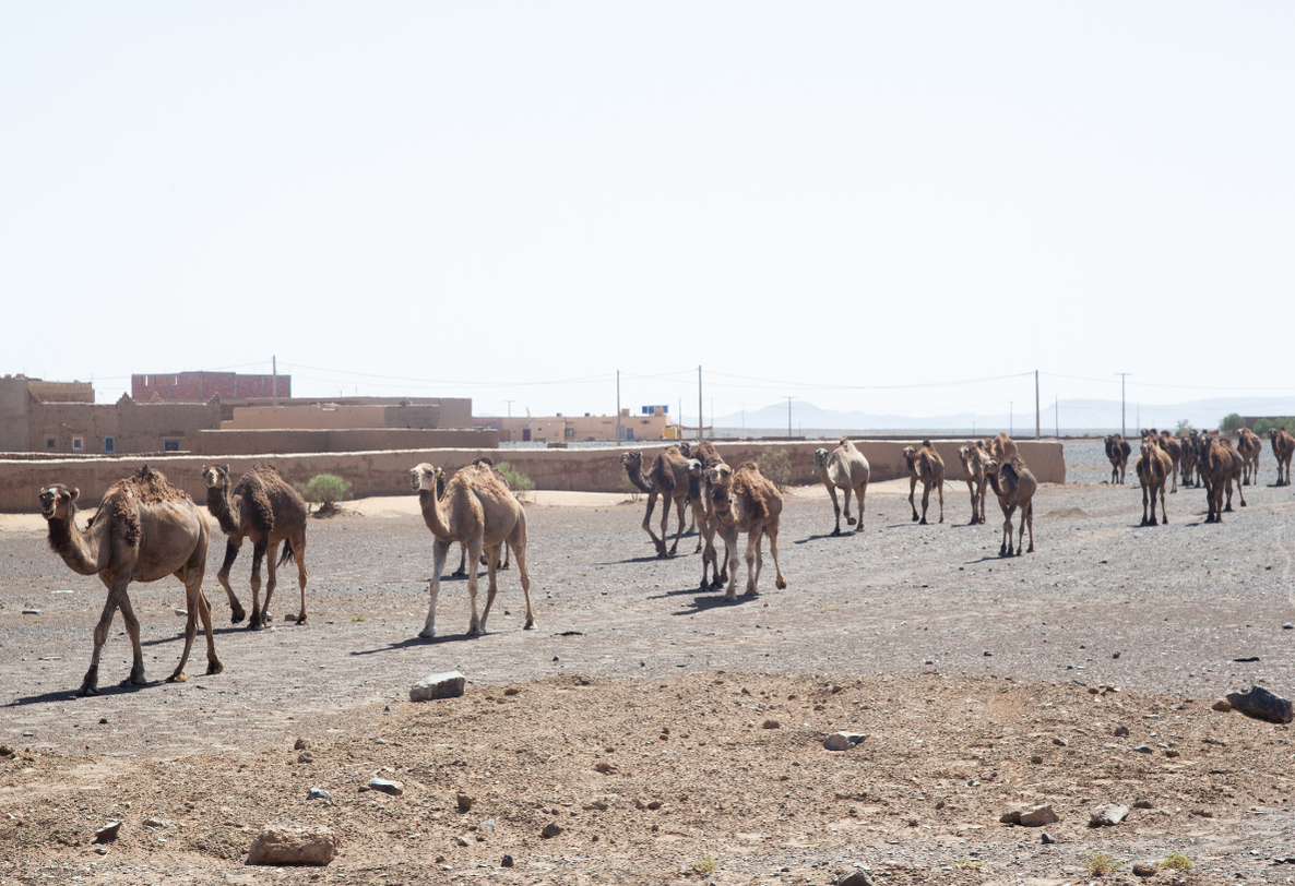 How to get to Merzouga Desert?